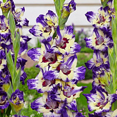 Гладиолус Циркус Колор (10 шт)