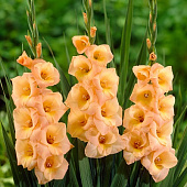 Гладиолус Эста Бонита (10 шт)