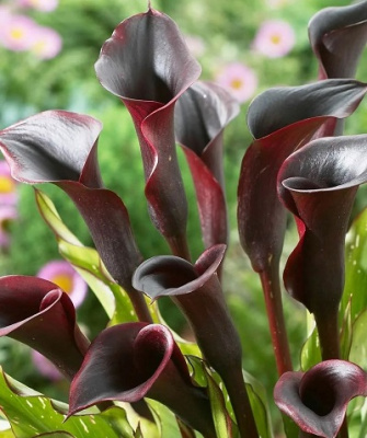 Калла Блэк Стар (1 шт)