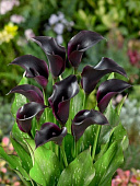 Калла Ла Паз (1 шт)