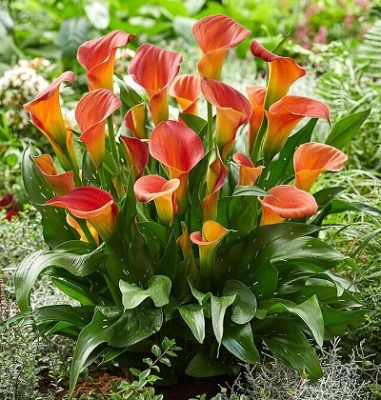 Калла Пэшн Фрут (1 шт)