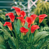 Калла Ред Сокс (1 шт)