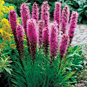 Лиатрис Кобольд (10 шт)