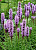 Лиатрис Флористан Вайлет (10 шт)