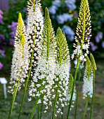 Эремурус гималайский (1 шт)