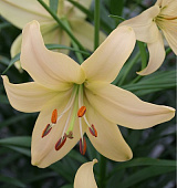 Лилия Перл Франсес (1 шт)