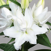 Лилия Шардоне (1 шт)