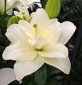 Лилия Бельведер (2 шт)