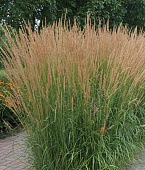 Вейник Карл Форстер (1 шт)