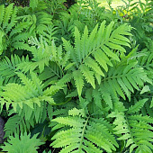 Оноклея чувствительная (1 шт)