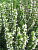 Иссоп Альба (1 шт)