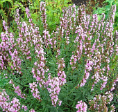 Иссоп Розеус (1 шт)