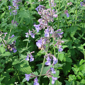 Котовник Волкез Лоу (1 шт)