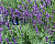 Лаванда Манстед Стрейн Блу (1 шт)