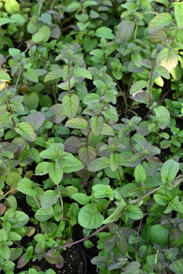 Мята Апельсин (1 шт)