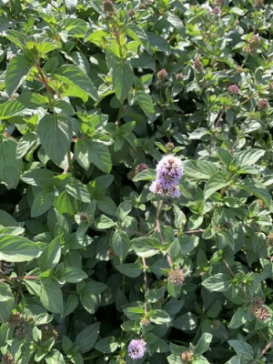 Мята Лаванда (1 шт)