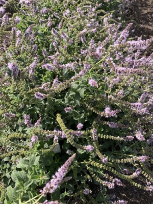 Мята Ландыш (1 шт)