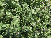 Мята Мандарин (1 шт)