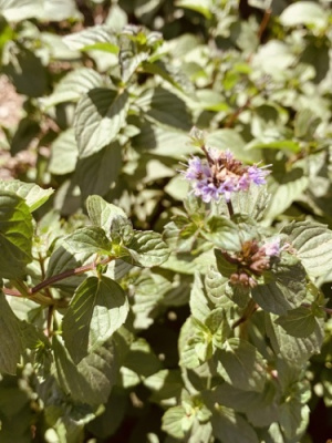 Мята Тархун (1 шт)