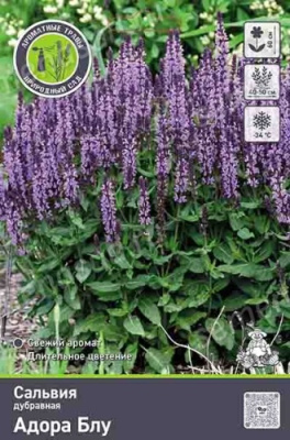 Сальвия дубравная (Шалфей) Адора Блу (1)