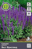 Сальвия дубравная (Шалфей) Вест Фрисланд (1)