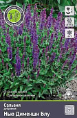 Сальвия дубравная (Шалфей) Нью Дименшн (1)