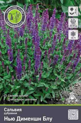 Сальвия дубравная (Шалфей) Нью Дименшн (1)