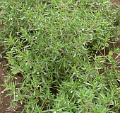 Тимьян Медок (1 шт)