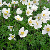 Анемона лесная (1 шт)