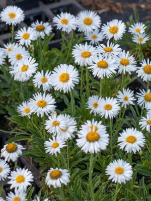 Астра альпийская Альба (1 шт)