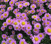 Астра Хэппи Энд (1 шт)