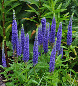 Вероника Нана Блаутепих (1 шт)