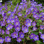 Герань Розанна (1 шт)