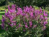 Дербенник Рози Джем (1 шт)