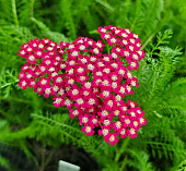 Тысячелистник Флауэрбёрст (1 шт)