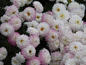 Хризантема корейская Умка (1 шт)