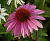 Эхинацея Магнус Супериор (1 шт)