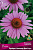 Эхинацея Прейри Спрендор Дип Роуз (1 шт)