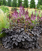 Астильба Дарксайд оф зе Мун (1 шт)