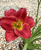 Лилейник Ред Хот Ритернз (2 шт)