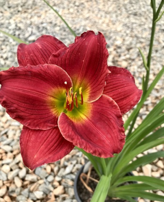 Лилейник Ред Хот Ритернз (2 шт)