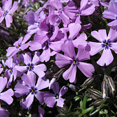 Флокс Пепл Бьюти (1 шт)