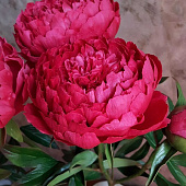 Пион Авис Варнер (1 шт)