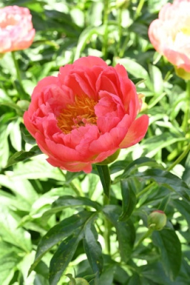 Пион Корал Мэджик (1 шт)