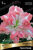 Амариллис Прити Нимф  (1 шт)