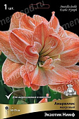 Амариллис Экзотик Нимф       (1 шт)