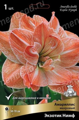 Амариллис Экзотик Нимф       (1 шт)