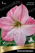 Амариллис Блоссом Грандис  (1 шт)