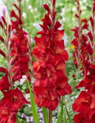 Гладиолус Амига (10 шт)