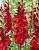 Гладиолус Амига (10 шт)